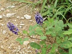 Grona heterocarpos