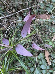 Smilax glyciphylla
