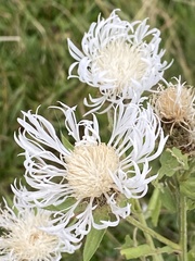 Centaurea phrygia