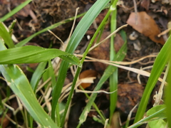 Elymus caninus