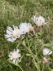 Centaurea phrygia
