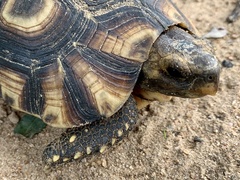 Kinixys belliana
