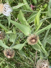 Centaurea phrygia