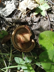 Paxillus involutus