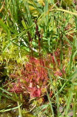 Drosera