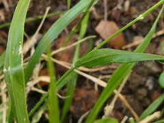 Elymus caninus