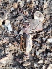 Cephalota chiloleuca