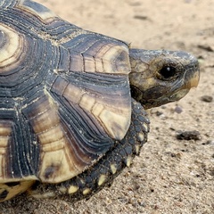 Kinixys belliana