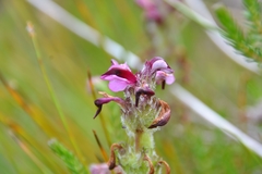 Pedicularis mixta