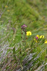 Pedicularis mixta