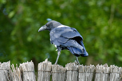 Corvus albus