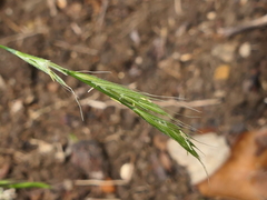 Elymus caninus