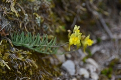Linaria supina