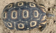 Kinixys belliana