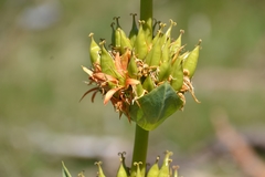 Gentiana lutea aurantiaca