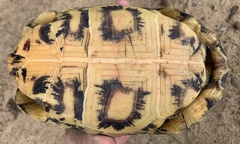 Kinixys belliana