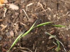 Elymus caninus