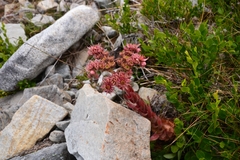 Sempervivum vicentei
