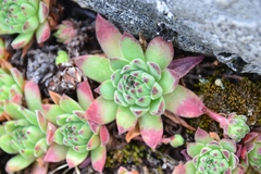 Sempervivum vicentei