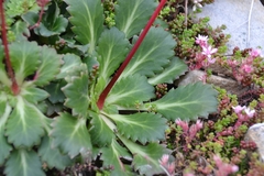 Saxifraga spathularis