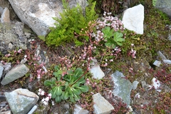 Saxifraga spathularis