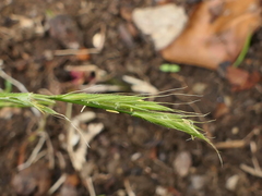 Elymus caninus