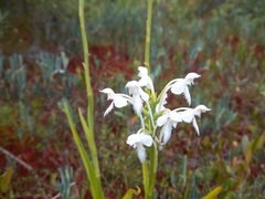 Platanthera blephariglottis blephariglottis