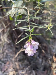 Prostanthera linearis