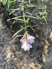 Prostanthera linearis