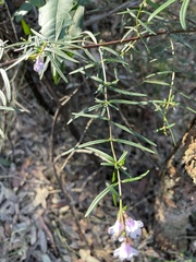 Prostanthera linearis