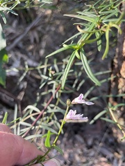 Prostanthera linearis