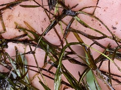 Potamogeton berchtoldii