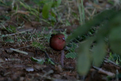 Lagonosticta senegala