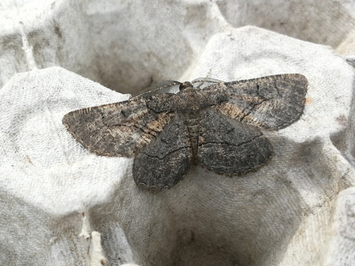 Anthracite d'Exposito (L')