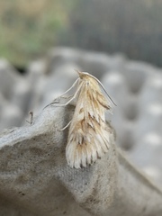 Cynaeda dentalis