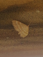 Idaea circuitaria