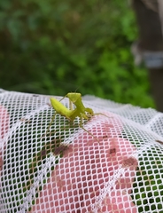 Hierodula transcaucasica