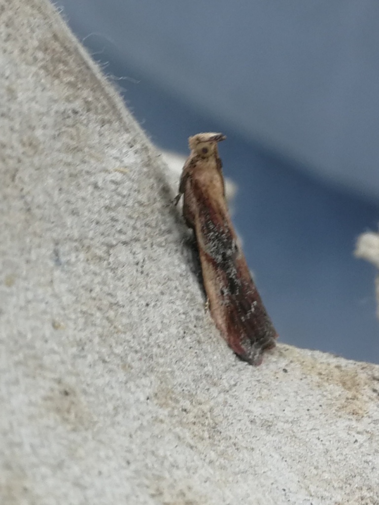 Kent Knot-horn