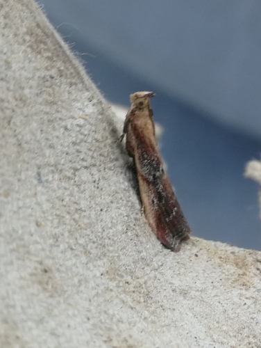 Kent Knot-horn