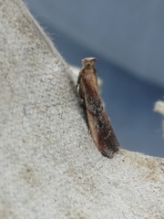 Uncinus obductella