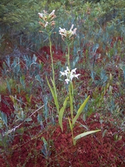 Platanthera blephariglottis blephariglottis