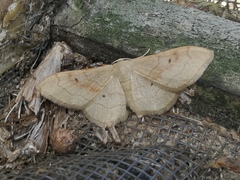 Idaea rubraria