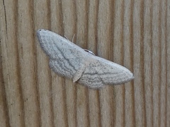 Idaea mediaria