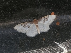 Idaea mustelata
