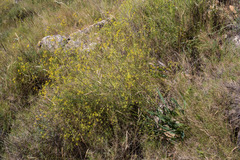 Bupleurum rigidum