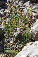 Linaria supina