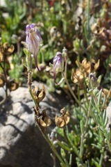 Linaria supina