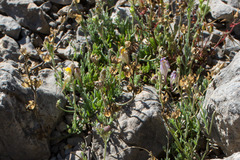 Linaria supina