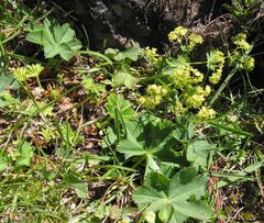 Alchemilla xanthochlora