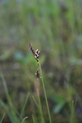 Carex rariflora